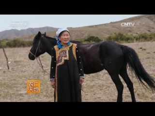 the nomadic life of inner mongolia neimenggu caoyuan yumu xitong called alukeerqin. life of nomads jiangjun yumu