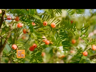 yew berry, or yew berry (lat. taxus baccata) hongdou shan, literally chinese spruce with red beans. unique tail