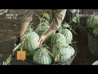 watermelons sigua - technology of cultivation in greenhouses of greenhouse watermelons dapan sigua.