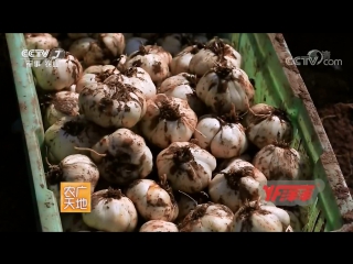 delicious lanzhou lily