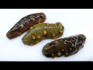 - (sea cucumber... trepangi...)