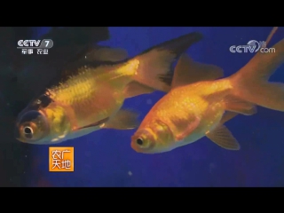 jin yu goldfish, or ming guanshan yu, literally famous ornamental fish. breeding aquarium fish