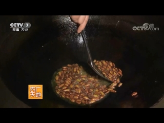 fried silkworm pupae chao tsan yun. silkworm cocoons can zai zuo jian is meishi's food and wealth