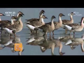 feuillant geese, or gray geese with habits of migratory birds