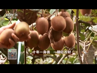 kiwi, or chinese actinidia (lat. actinidia chinensis). paradise gardens and billions in profits.