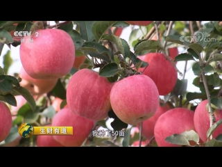 the apple abundance of shaanxi province, or the pink ladies of fuping county.