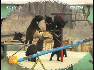 himalayan bears simalaya xiong - dongfang xiong leyuan oriental bear park, qingdao city, shandong province.