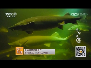 siberian sturgeon sibolia xun (lat. acipenser baerii) - artificial fish farming in tongzhou yu yanzhi tongzhou (suburb of pe