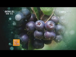 chokeberry, or aronia hua qiu xian (lat. aronia melanocarpa) - cultivation of aronia ashberry on an industrial scale