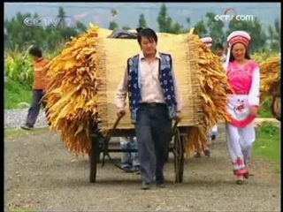 yancao tobacco - cultivation, harvesting and flue drying of caoyan leaves, the so-called hong cao jishu technology, before