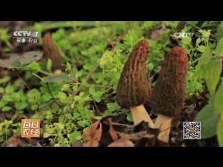 morel yang du, or yandu jun, or morel mushroom - cultivation technology on an industrial scale.