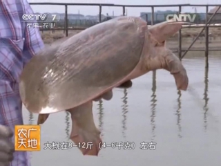 zhenzhu be turtles (pearl turtle) native to the us meigo, florida phololida zhou - successful breeding p