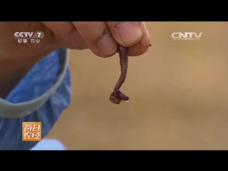 earthworm qiuyin, or tu li jue jin yang, literally soil-holding nuggets - artificial breeding of rain