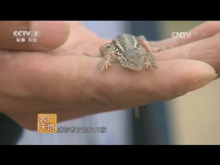 lizards, lizards (lat. eremias) ma xi, or xie lin hu (tiger for scorpions) - mr. wangui's lizard breeding business in m