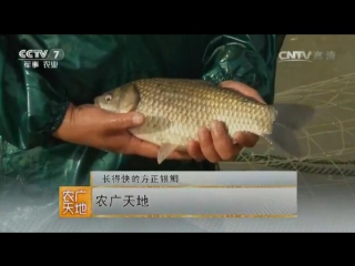 asian carp yin ji, or fangzheng (silver carp) - pond breeding technology.