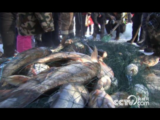 dong bu winter fishing in daqing city, heilongjiang province, or how entrepreneur kang zhiyong can make money