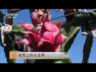 dragon fruit holun guo (pitaya), with bright red flesh and skin hongxin holun guo biaopi liangli - gaoyuan shang plateau,