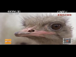 tongyao ostriches - the development of tonyao yangzhi ostrich breeding in china as an independent industry of tonyao ye. plem