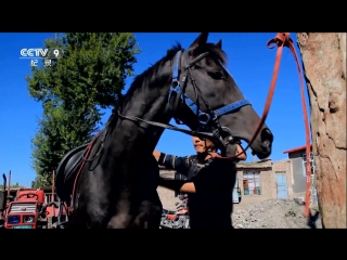 time of the horse (part 02) ma de shiguang and the progress of human society renlei shehui buduan jinbu . from wild horses