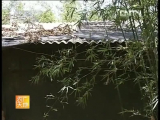 bamboo chicken zhu xiang ji, or chishui chicken - a method of breeding poultry in natural and factory conditions big tits