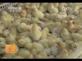 ji miao's method of dividing chickens into xiong roosters and ci hens - jianbe jishu identification technology.