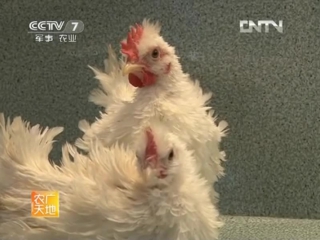 ornamental chicken guanshan ji zai, or jiatin xinxing chunu, literally new pets - bantam ai zai