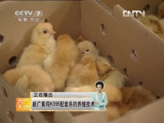 hens of the xinguang breed - the technology of feeding and artificial reproduction of poultry.