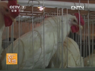 white varieties of eggshell bai ke dan ji pingzhong - selection and study of breeds of chickens that can only lay white eggs.