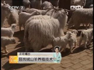 cashmere goats, breeds jin lan, literally golden fog, or cashmere goat breeding rong shanyang yangzhi - technique