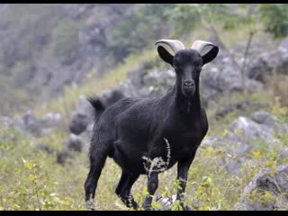 goats of the long lin breed, literally big forest - a technique of breeding and artificial reproduction.