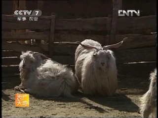 cashmere goats, hanshan breed, or hanshan bai rong, literally hanshan white cashmere - successful animal husbandry