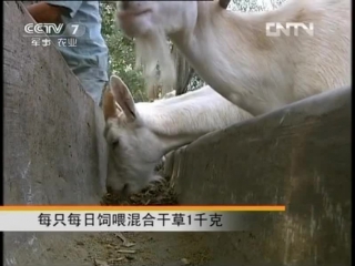 duan goats, or duan shanyang - the development of a dairy herd and the technology of artificial reproduction.