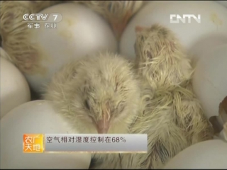 fuhua hatchery and dan-ji laying hens - development of the hatchery industry.