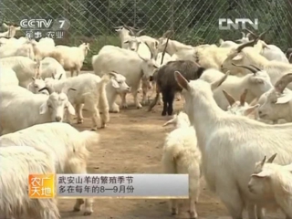 goats of the muan breed - a method of keeping and artificial reproduction.