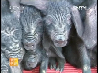 bamei zhu pigs are an ideal ancient breed for the northwestern provinces of china (qinghai, shaanxi, gansu).