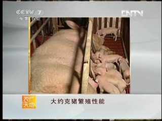 pigs of the yorkshire breed da yueke zhu - origin, characteristics, performance, reproduction.