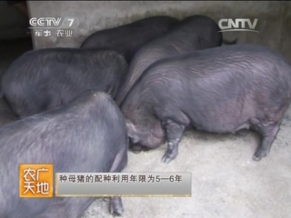 eguchi pigs, or jiangkou lobo zhu, literally pig's hair is like thin roots of lobo radish.