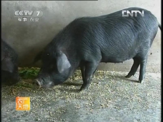 xiangxi black breed pigs - breeding in hunan province, or 500-year history of pig breeding in the north and south of china.