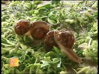 garden snail san da vonyu - the technology of growing gastropods with tender meat zhouzhi xinen in special greenhouses, greenhouses,