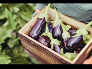 tsezi eggplant, or dapeng tsezi (greenhouse eggplant) - a technique for growing in greenhouses dapeng zaipei jishu, in the condition