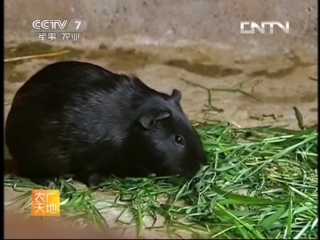 sea black pigs hei tunshu, or shu hanhao, or black pig breeding hei tun yangzhi - growing technology