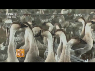 gray goose hui e of the zhangle breed, or changle - a technology for breeding endemic species with a scientific method of farming