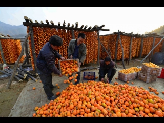 persimmon tien shi, or shi zi, or shuanda (the first among the late ones), or zhizhushanlai (vudu honey) - harvest season