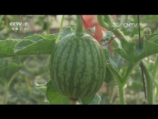 xiao guo xing xigua watermelons - early spring cultivation technology of zaochun zaipei small (small) watermelons xiao guo xing xigua, ta