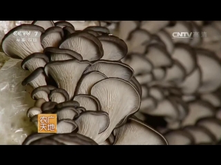 xuzhen gu oyster mushrooms and zaipei jishu cultivation methods, or how to grow a rich harvest.