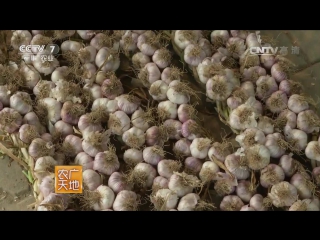 xuan garlic - zaipei cultivation technology (cultivation) of the so-called zi pi xuan, literally garlic with f