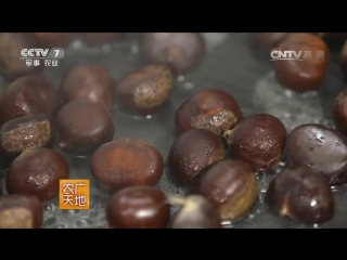 chestnut shu banli tian (sweet chestnut tree), or yanshan jiaoxia hetao, literally yanshan mountain foot nut and chestnut