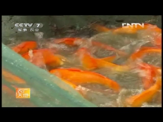 golden (red) carp xingo hong li, or simply xingo - a technique for breeding hong li fanzhi in a pond, choosing a mother