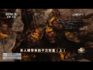 asian giant hornet da hu tou feng (part 01), or mafeng hornets, or shazhen feng (killer bees), or hufeng