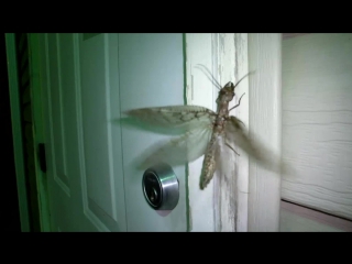 giant lacewing corydalidae (female).